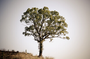 孤树挺立在开阔原野