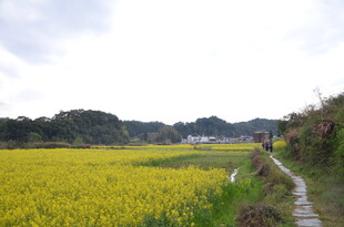 金黄稻田中的乡间小路