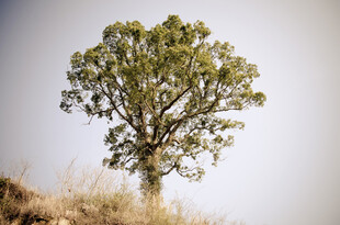 孤树屹立于荒野之上