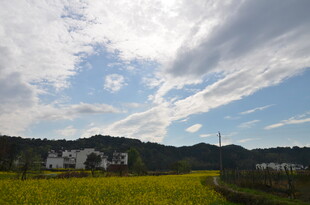 田园风光中的村落美景