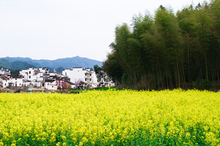 金黄油菜田旁的村落风光