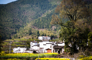 山村春色 白墙黄菜花相映