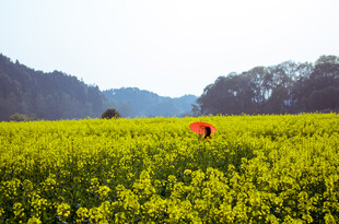 春日油菜田中红衣人