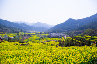 春日山间油菜花海美景
