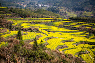 梯田油菜花海田园风光