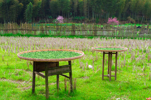 田园中的木制桌椅与绿植