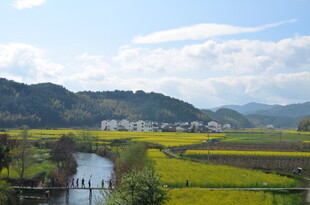 田园油菜风光美景