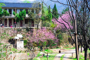 春日烂漫庭院景致