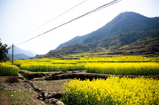 春日山间油菜花田美景