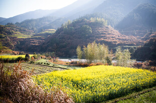 山间油菜田的美丽风光