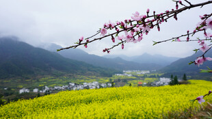 春日山村油菜桃花美景