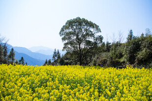 金黄油菜花海与远山绿树