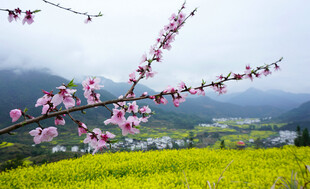 春日繁花与金黄田野美景