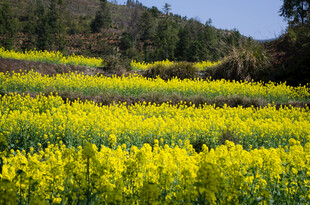 春日油菜花海美景