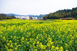春日油菜花海田园风光