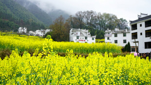 春日油菜田旁的白墙村落