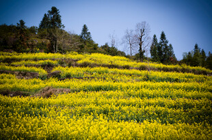 金黄油菜花田的美丽风光