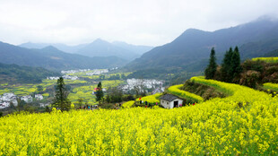 春日油菜花海中的山村美景