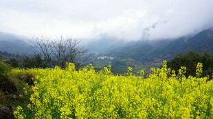 山间油菜花海美景