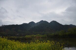 山间黄花与云雾缭绕之景