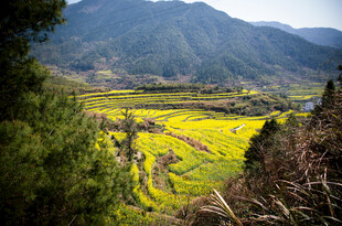 山间油菜花海风光