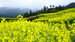 金黄油菜田 山间美丽风光
