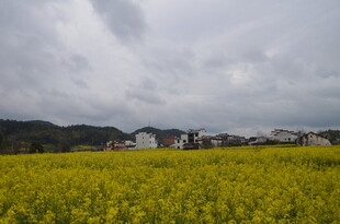 金黄油菜田与远处村落