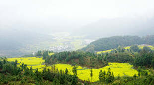 山间油菜花海美景