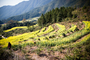 山间梯田油菜花美景