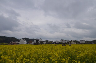 金黄花田旁的村落风景