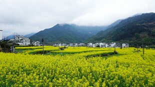 金黄油菜花田与远山村落