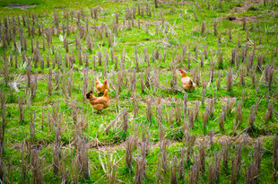 稻田中劳作的两位农民