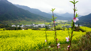 春日田野烂漫风光