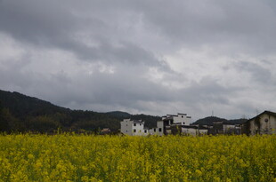 金黄花田旁的乡村景致
