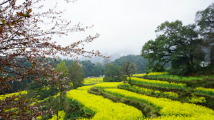 山间油菜花海美景
