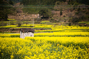 田园黄花间的悠然白马