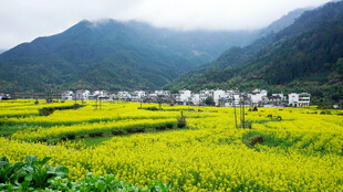 春日山间油菜花海美景