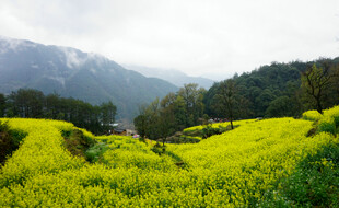 春日油菜花海田园风光