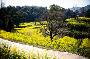 春日田野油菜花美景