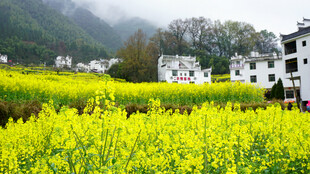 春日田野间的金黄油菜花海