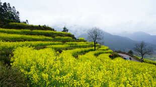 山间油菜梯田美景