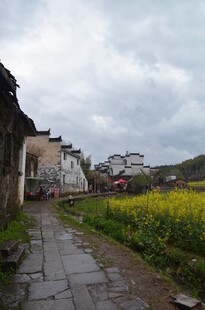 乡村小道旁的金黄油菜花