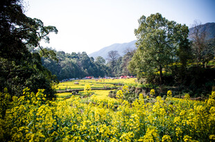 春日油菜花海田园风光