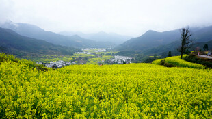春日油菜花海田园风光