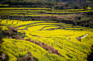 金黄梯田美景 田园风光