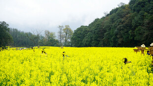 金黄油菜田中劳作的人们