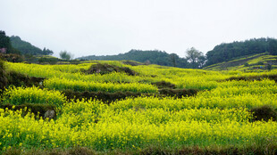 春日梯田油菜花美景