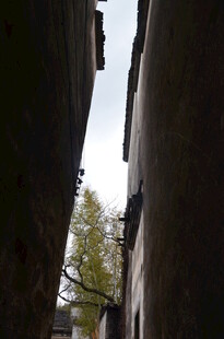 狭窄巷道间的一抹绿意