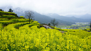 山间油菜梯田美景