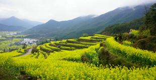 春日梯田油菜花美景